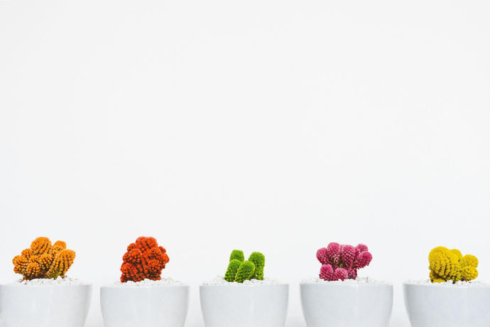 HOW-TO: STARTING AN ONLINE SHOPIFY PLANT BUSINESS